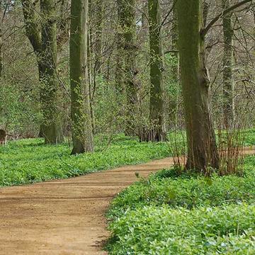 View of trees at Harcourt Arboretum