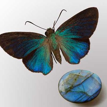 Gems of Earth and Air: Gem is Labradorite (cabochon) from Madagascar and Bitterfly is Coeliades chalybe immaculata Carpenter