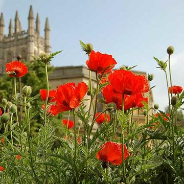 View of Magdalen College from Botanic Garden