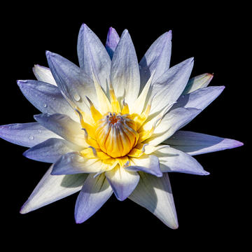 Oxford Botanic Garden Water Lily flower