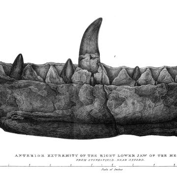 Anterior extremity of the right lower jaw of Megalosaurus drawn by Mary Buckland (1824) Black and white line drawing of a dinosaur jaw bone