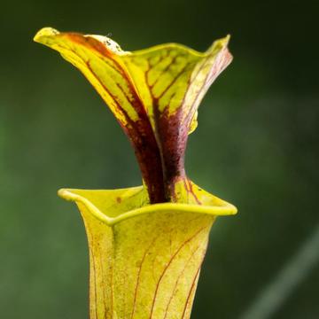 Carnivorous plant Sarracenia flava in Oxford Botanic Garden plant house