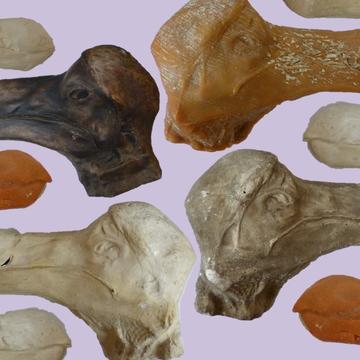 Casts and models of the 'Oxford dodo'