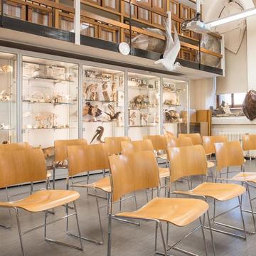 Seminar Room, Oxford University Museum of Natural History