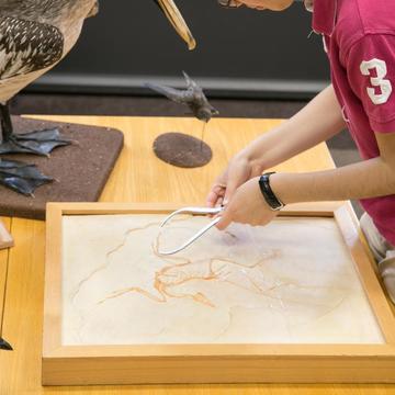 Natural History Investigators (c) Oxford University Museum of Natural History