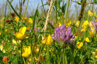 A close-up of the Arboretum wildflower meadow featuring purple and yellow flowers dispersed among the green plant stalks.