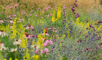 A scene of the pink, yellow and blue flowers amongst the verdant green of the Botanic Garden wildflower borders.