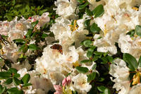 Close up of a rhododendron bush with white flowers and green leaves, with butterflies and other insects buzzing around.