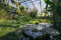 The Water Lilly glasshouse featuring a large pond covered in large green water leaves beneath a glass ceiling. 