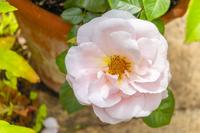 A close- up of the Oxford Physic Rose – a pale blush pink rose with a yellow centre, speckled with small dark brown spots.  This rose was created especially to mark the Botanic Garden’s 400th birthday.  