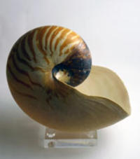 Nautilus Shell. Smooth, curved shaped shell with a large opening that curves around to the left. It's a pale colour with dark yellow stipes and a dark tip at the top or the curve.