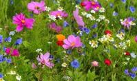 many different types of colourful flowers are growing in a field