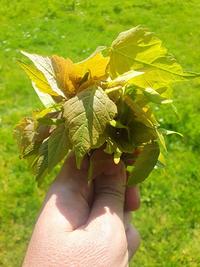 Sycamore saplings held in a fist