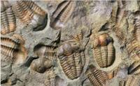 Fossilized trilobites in a slab of rock