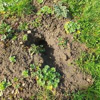 Evidence of moles, Green Shed, Osney Mead