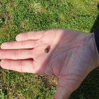 Evidence of rabbits, Green Shed, Osney Mead